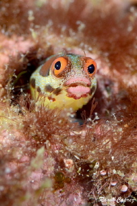 Tiny curious by Raoul Caprez 